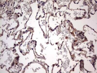 Immunohistochemistry: UFD1L Antibody (OTI8G6) - Azide and BSA Free [NBP2-74781]