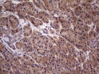 Immunohistochemistry: UFD1L Antibody (OTI8G6) - Azide and BSA Free [NBP2-74781]