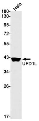 Western Blot: UFD1L Antibody (S09-7G5) [NBP3-19979]