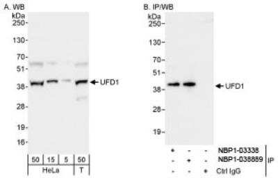 Western Blot: UFD1L Antibody [NBP1-03338]