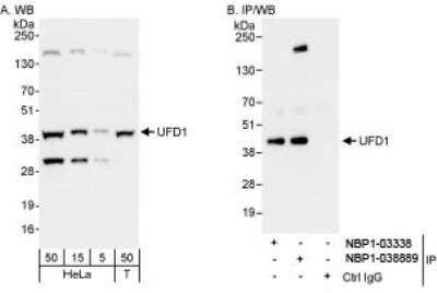 Western Blot: UFD1L Antibody [NBP1-03339]