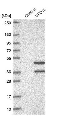 Western Blot: UFD1L Antibody [NBP1-86879]