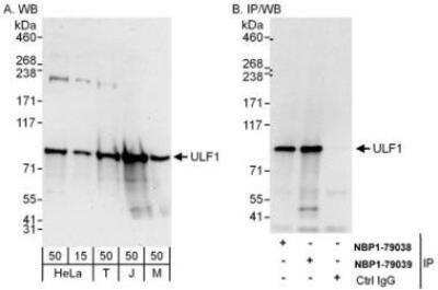 Western Blot: UFL1 Antibody [NBP1-79039]