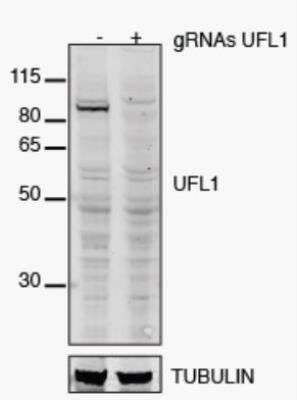 Western Blot: UFL1 Antibody [NBP1-90692]