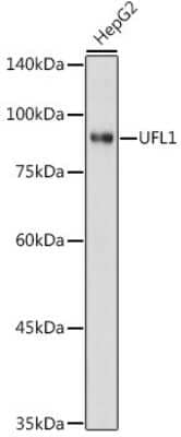 Western Blot: UFL1 AntibodyAzide and BSA Free [NBP3-16039]