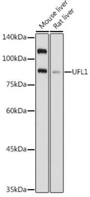 Western Blot: UFL1 AntibodyAzide and BSA Free [NBP3-16039]