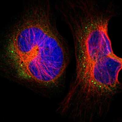 Immunocytochemistry/ Immunofluorescence: UFM1 Activating Enzyme/UBA5 Antibody [NBP1-82087]