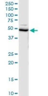 Western Blot: UFM1 Activating Enzyme/UBA5 Antibody [H00079876-B01P]