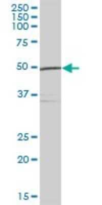 Western Blot: UFM1 Activating Enzyme/UBA5 Antibody [H00079876-B01P]