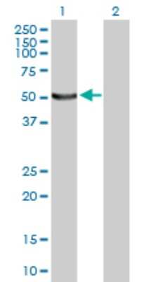 Western Blot: UFM1 Activating Enzyme/UBA5 Antibody [H00079876-B01P]