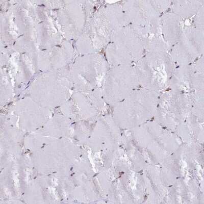 Immunohistochemistry-Paraffin: UFM1 Antibody [NBP1-88977]