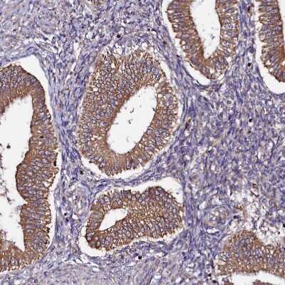 Immunohistochemistry-Paraffin: UFM1 Antibody [NBP1-88977]