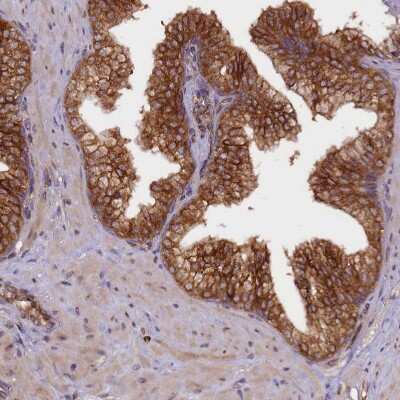 Immunohistochemistry-Paraffin: UFM1 Antibody [NBP1-88977]