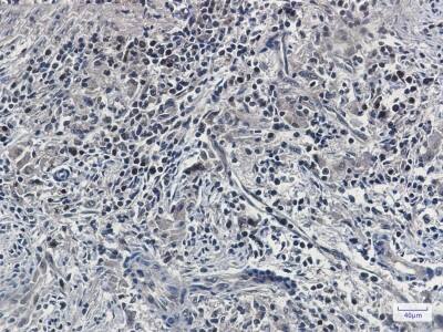 Immunohistochemistry-Paraffin: UFM1 Antibody (S02-5G1) [NBP3-19488]