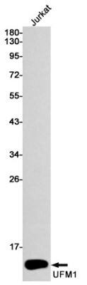 Western Blot: UFM1 Antibody (S02-5G1) [NBP3-19488]