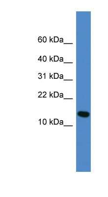 Western Blot: UFM1 Antibody [NBP1-79760]