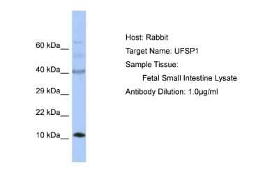 Western Blot: UFSP1 Antibody [NBP2-83735]