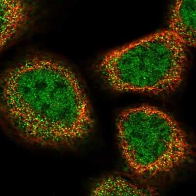 Immunocytochemistry/ Immunofluorescence: UFSP2 Antibody [NBP1-86781]