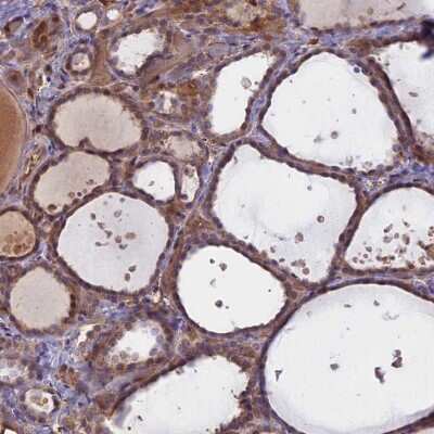 Immunohistochemistry-Paraffin: UFSP2 Antibody [NBP1-86782]