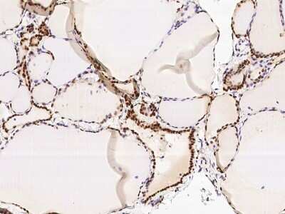 Immunohistochemistry-Paraffin: UFSP2 Antibody [NBP2-97141]