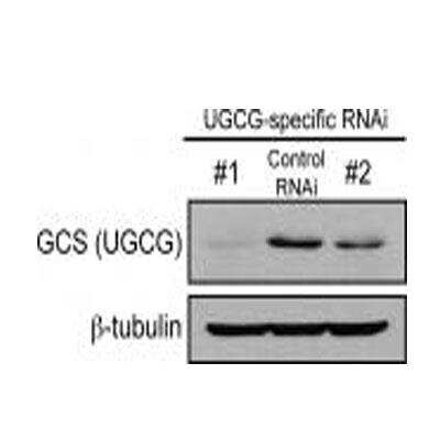 Western Blot: UGCG Antibody (1E5) [H00007357-M03]