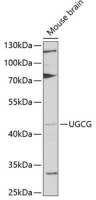 Western Blot: UGCG AntibodyBSA Free [NBP2-93827]