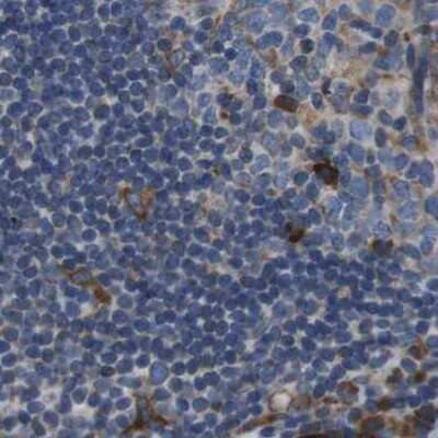 Immunohistochemistry-Paraffin: UGGT1 Antibody [NBP1-81651]