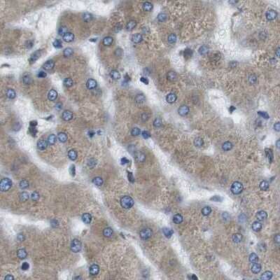 Immunohistochemistry-Paraffin: UGGT1 Antibody [NBP1-81651]