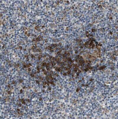 Immunohistochemistry-Paraffin: UGGT1 Antibody [NBP1-81651]