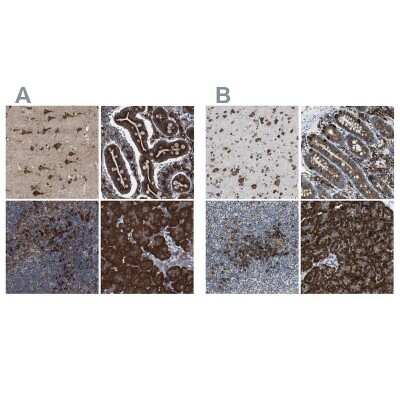 Immunohistochemistry-Paraffin: UGGT1 Antibody [NBP1-81652]