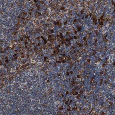 Immunohistochemistry-Paraffin: UGGT1 Antibody [NBP1-81652]