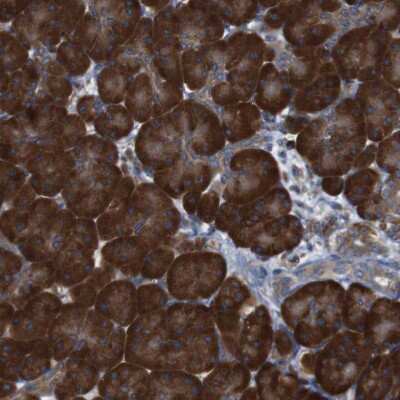 Immunohistochemistry-Paraffin: UGGT1 Antibody [NBP1-81652]