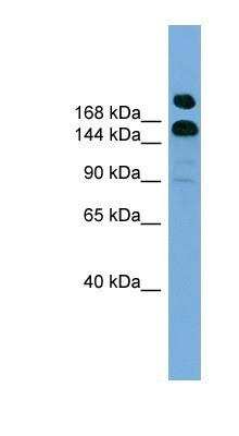 Western Blot: UGGT1 Antibody [NBP1-70764]