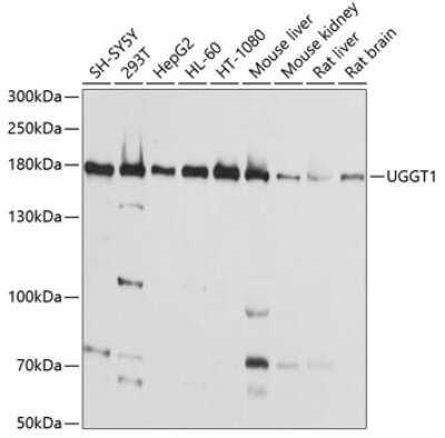 Western Blot: UGGT1 AntibodyBSA Free [NBP2-93283]