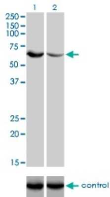 Western Blot: UGP2 Antibody (3H3) [H00007360-M01]