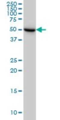 Western Blot: UGP2 Antibody (3H3) [H00007360-M01]