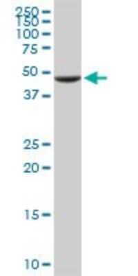 Western Blot: UGP2 Antibody (3H3) [H00007360-M01]
