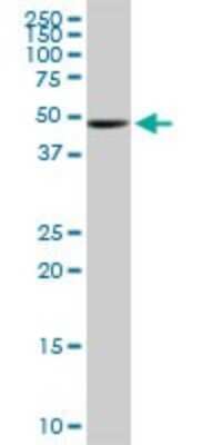 Western Blot: UGP2 Antibody (3H3) [H00007360-M01]