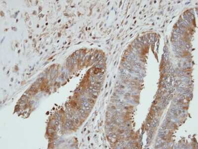 Immunohistochemistry-Paraffin: UGP2 Antibody [NBP1-32243]