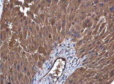 Immunohistochemistry-Paraffin: UGP2 Antibody [NBP1-32676]