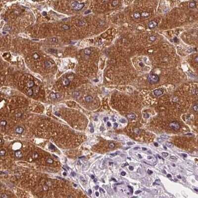 Immunohistochemistry-Paraffin: UGP2 Antibody [NBP2-49427]