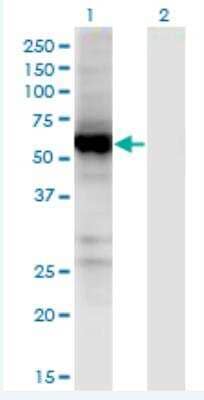 Western Blot: UGT2B7 Antibody (8D12) [H00007364-M02-100ug]