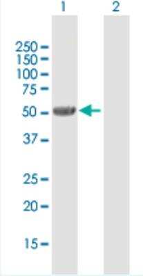 Western Blot: UGT2B7 Antibody [H00007364-B01P-50ug]