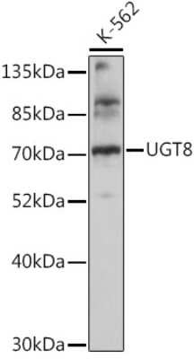 Western Blot: UGT8 AntibodyAzide and BSA Free [NBP2-95184]