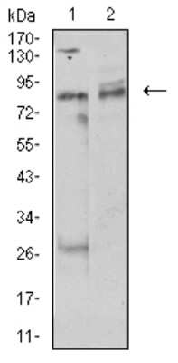 Western Blot: UHRF1 Antibody (1A1B1)BSA Free [NBP2-61838]