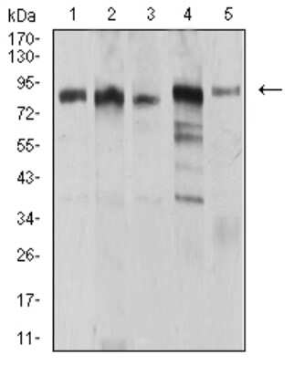 Western Blot: UHRF1 Antibody (2A8C7)BSA Free [NBP2-61830]