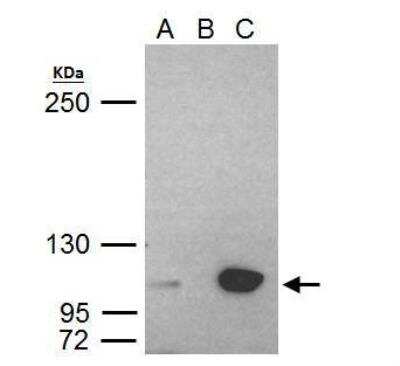Immunoprecipitation: UHRF1 Antibody [NBP2-20807]