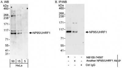 Western Blot: UHRF1 Antibody [NB100-74597]