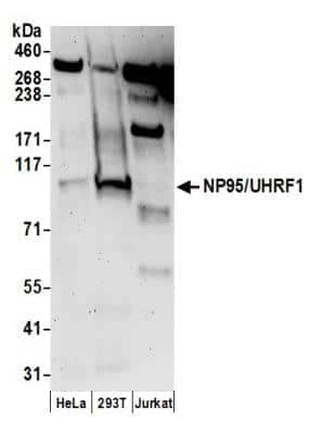 Western Blot: UHRF1 Antibody [NB100-74597]