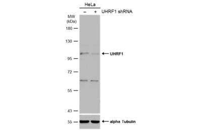 Western Blot: UHRF1 Antibody [NBP2-20806]